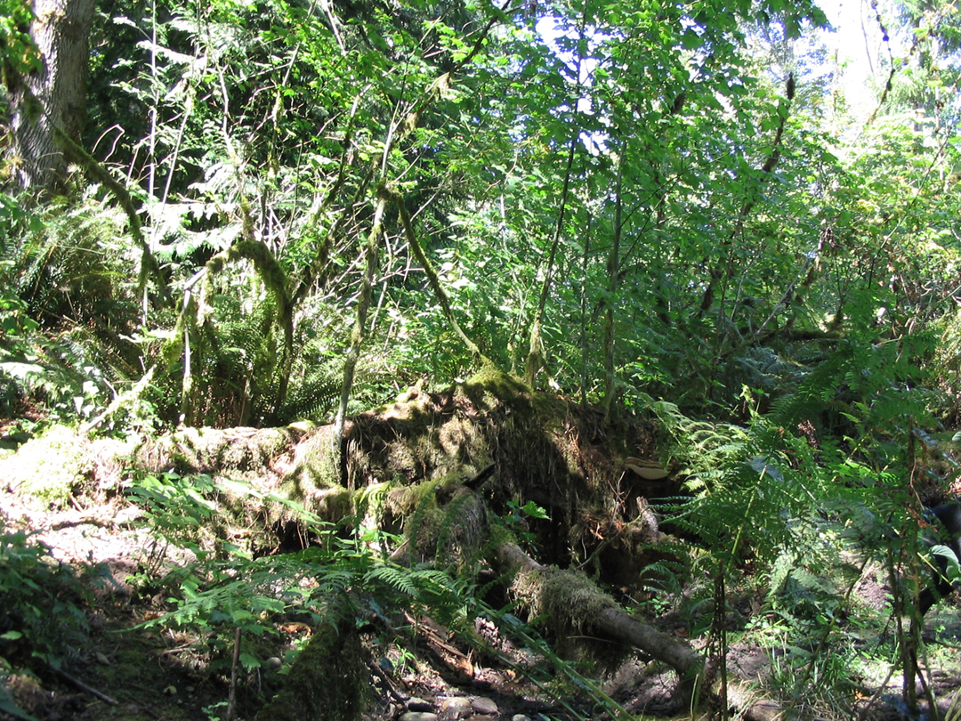 By the stream 2.jpg 1189.6K